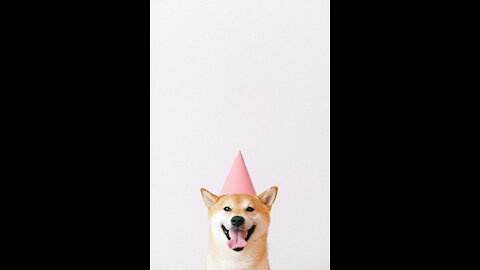 very funny dogs 2020
