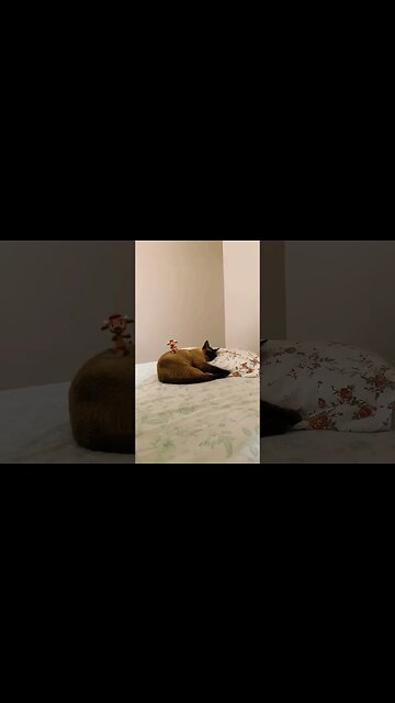 TREND da vaquinha dançando #shorts