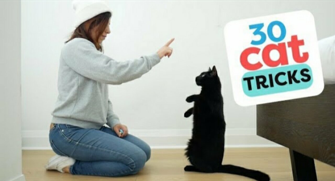 Well-Trained Cats Perform Tricks