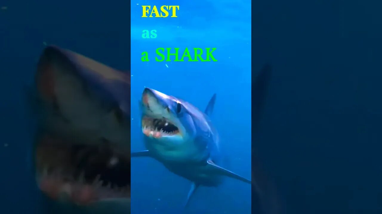 Fast as a Shark