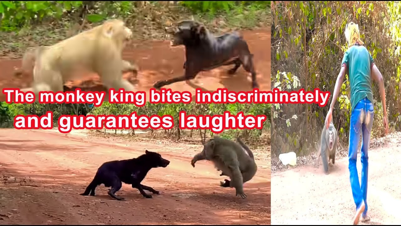 The Monkey King bites indiscriminately and guarantees laughter.