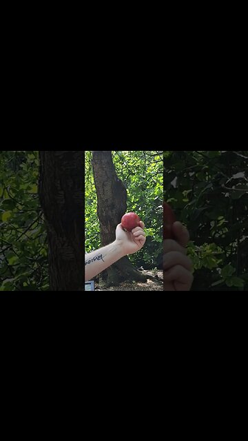 St James's Park London beautiful place #horseguardsparade