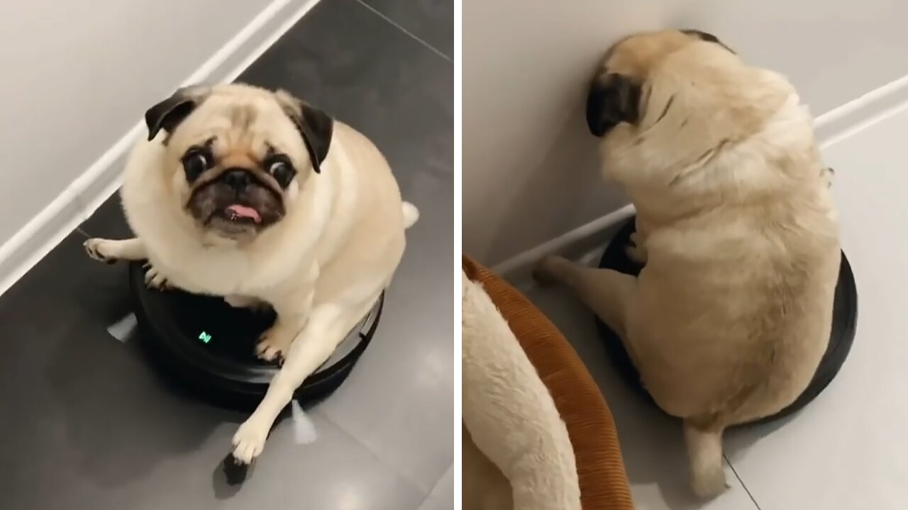 Pug Goes for Ride on Robot Vacuum Cleaner