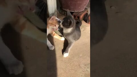 Brother kitten 🐱