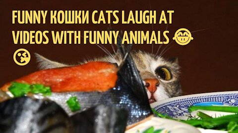 funny кошки cats laugh at videos with funny animals 😂 😘