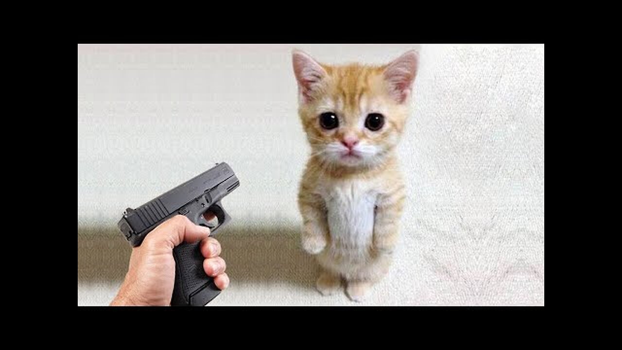 Funny Cats and Dogs 🐱🐶 | Funny Animal Videos