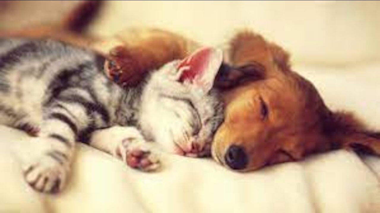 CATS AND DOGS Awesome Friendship - Funny Cat and Dog VinesCOMBINATION