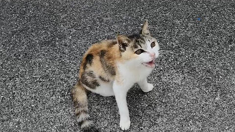 Cat having trouble with its leg was delighted to have the back of its head petted with a cat groomer