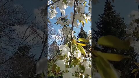 #shorts #kirschblüte #frühling #harz #april