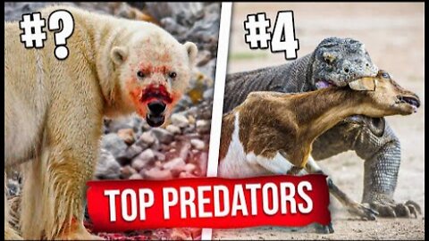 Top 16 Animal Predators