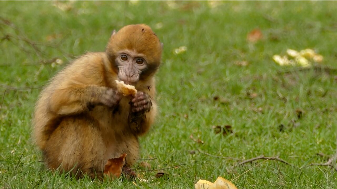 Cute Little Monkey Eats Bread