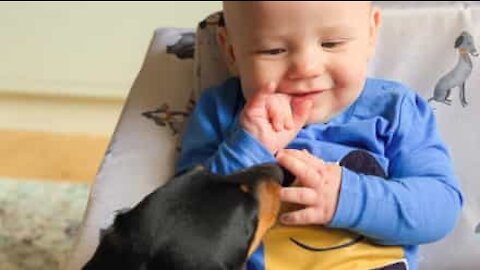 Amizade fofa entre cão e bebê