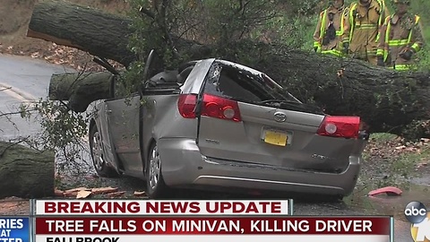 Tree falls on minivan, killing driver