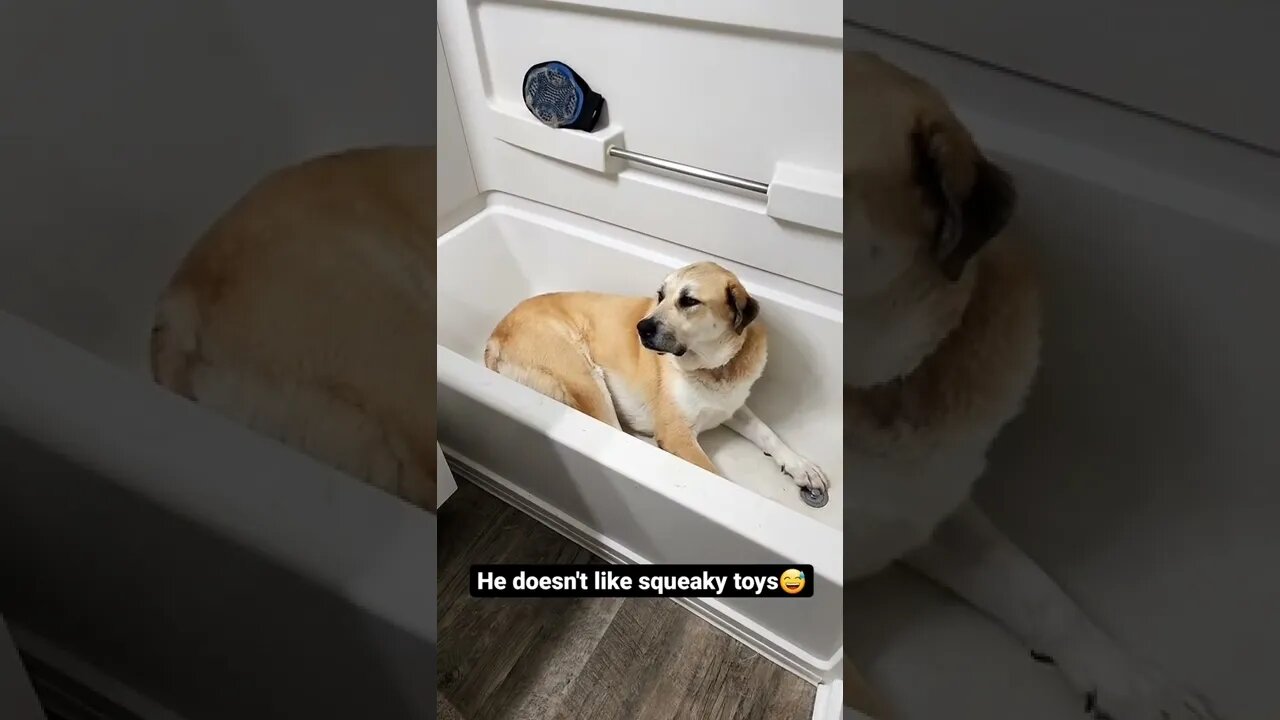 He drops squeaky toys out of his mouth as soon as they make a sound...#shorts #dogs #funnyanimals
