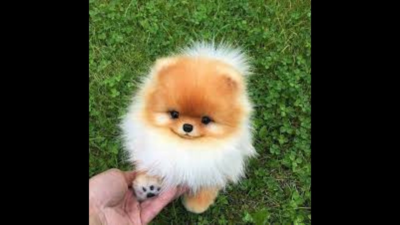 How to Create Longevity with your Dog through Healthy Food!