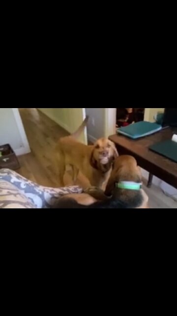 Who made the mess? Dog's guilty smile is a total giveaway!