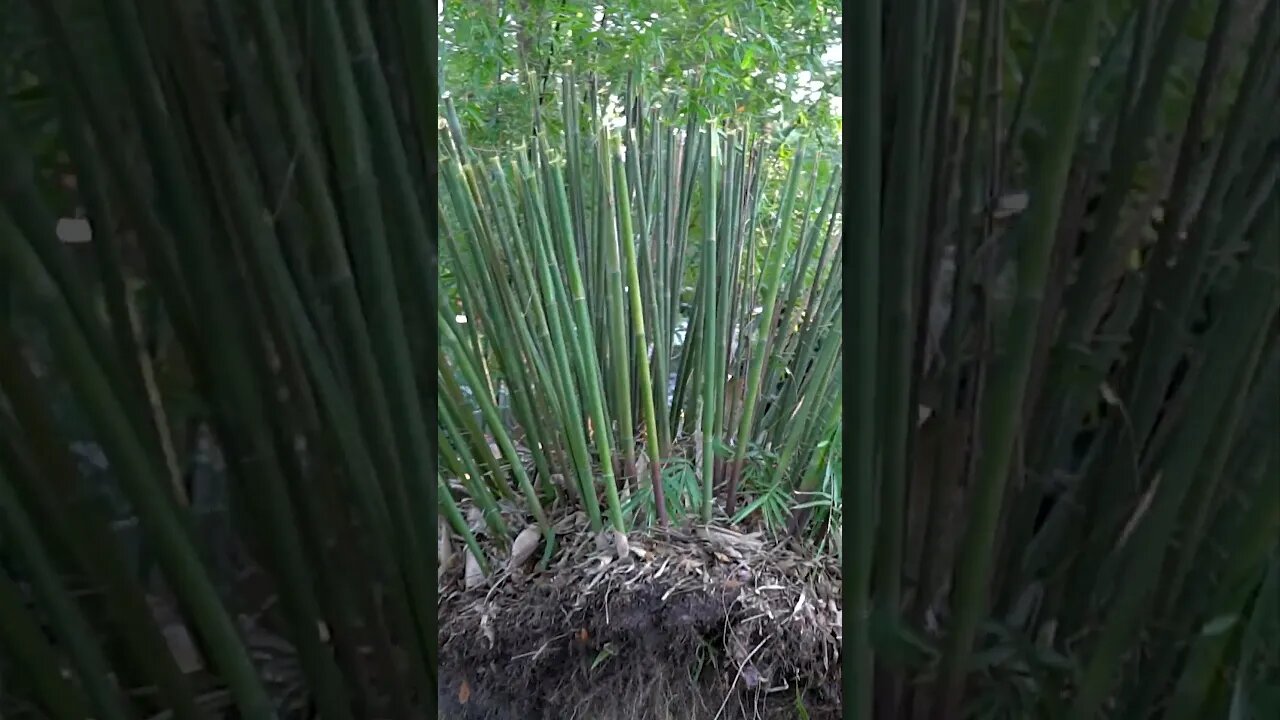 Bamboo Propagation! Turning a clump into over 100 plants!🎋