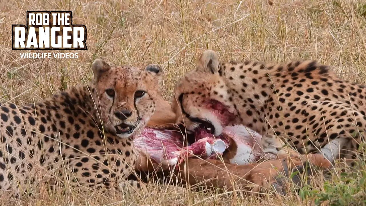 Cheetah Coalition eat A Topi | Lalashe Maasai Mara Safari