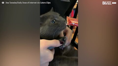 Gata faz barulhos estranhos enquanto cortam as suas unhas!