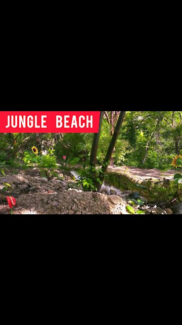 jungle beach |jungle bachao andolan | susantha 11| #beach | charleston sc travel |#shorts