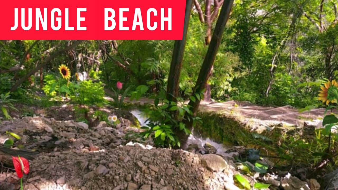 jungle beach |jungle bachao andolan | susantha 11| #beach | charleston sc travel |#shorts