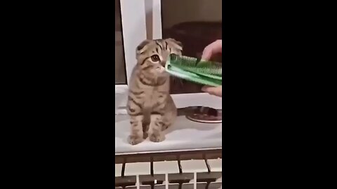 funny cat video no. 1