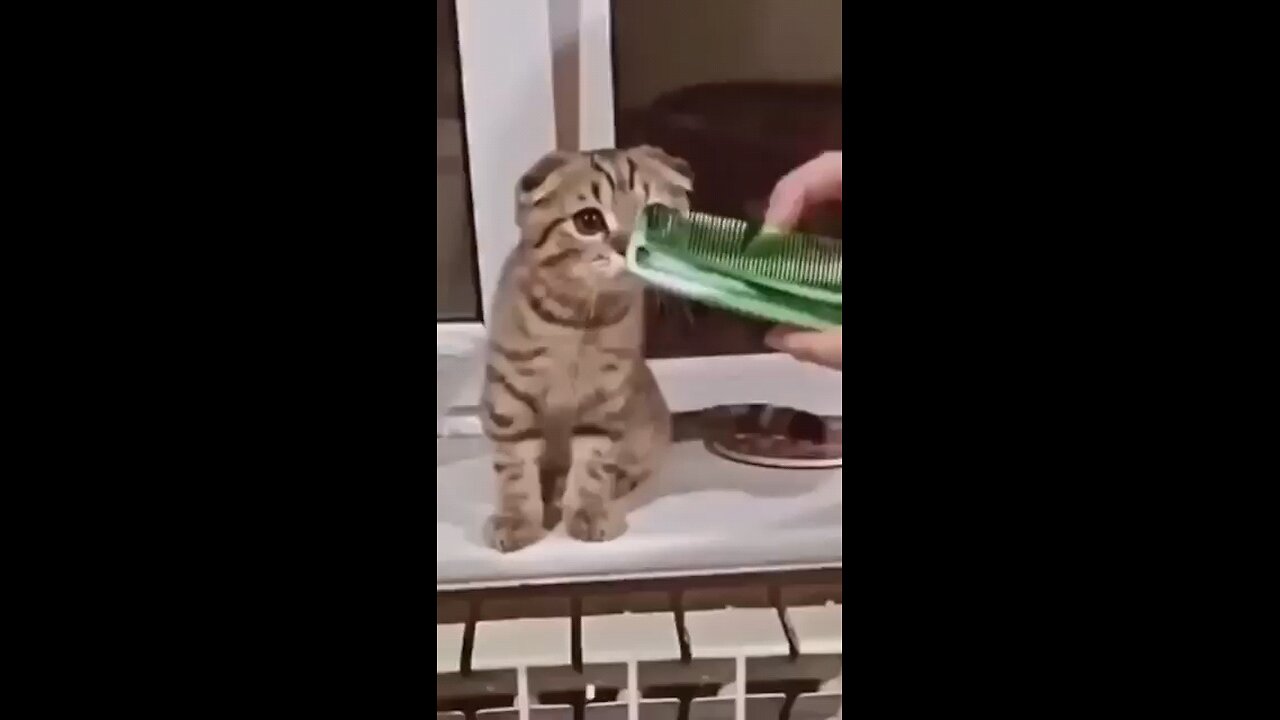 funny cat video no. 1