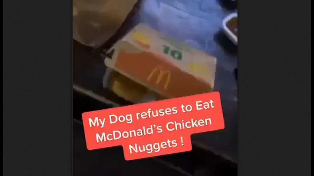 Dog Refuses To Eat McDonalds Chicken Nuggets