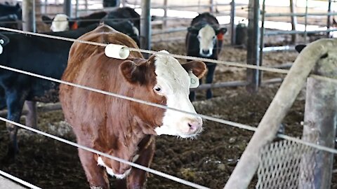 You're able to walk into some of the barns and get close enough to pet a cow.