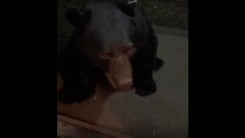 Black Bear Sits On Command