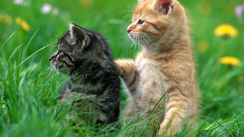 Animals life