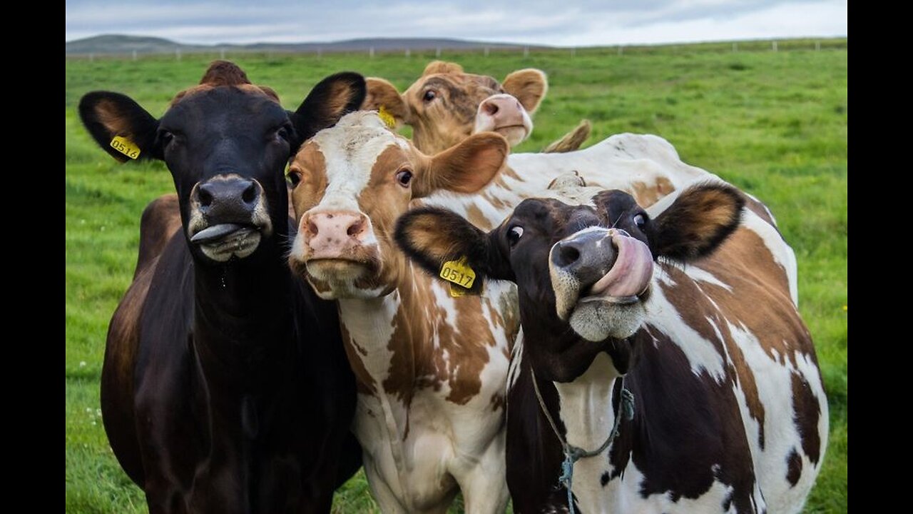 ATTACK OF THE MOO MOO'S part #2 (Court Comments from the Peanut Gallery)