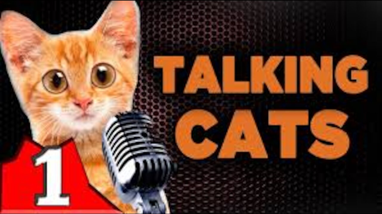 Talking Cats!! these cats can speak english better than some people(part 1)