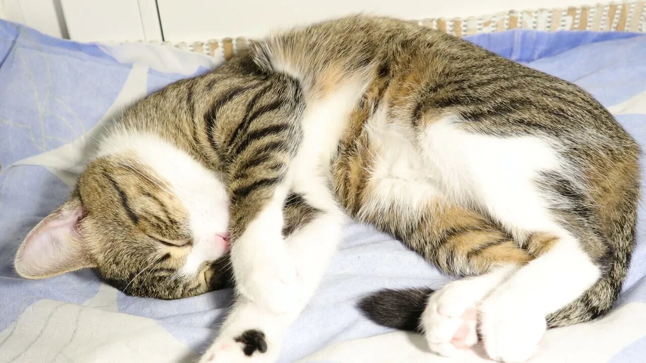 Cat Is Fast Asleep