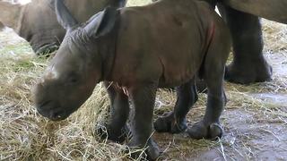 Baby southern white rhinoceros born at ZooTampa at Lowry Park