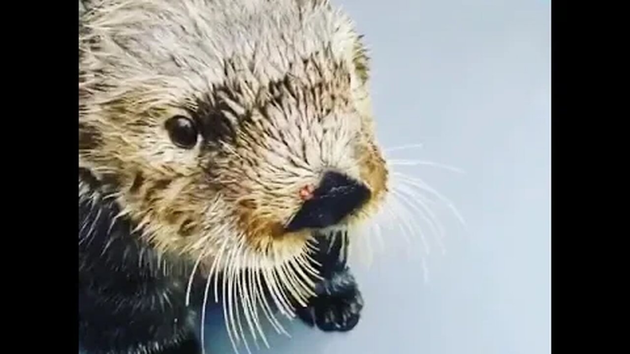 Cute Funny Sea Otter-2