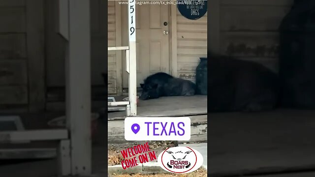 The Boars Nest in Texas Come On In #hog #wildboar #smalltownamerica #youtubeshort