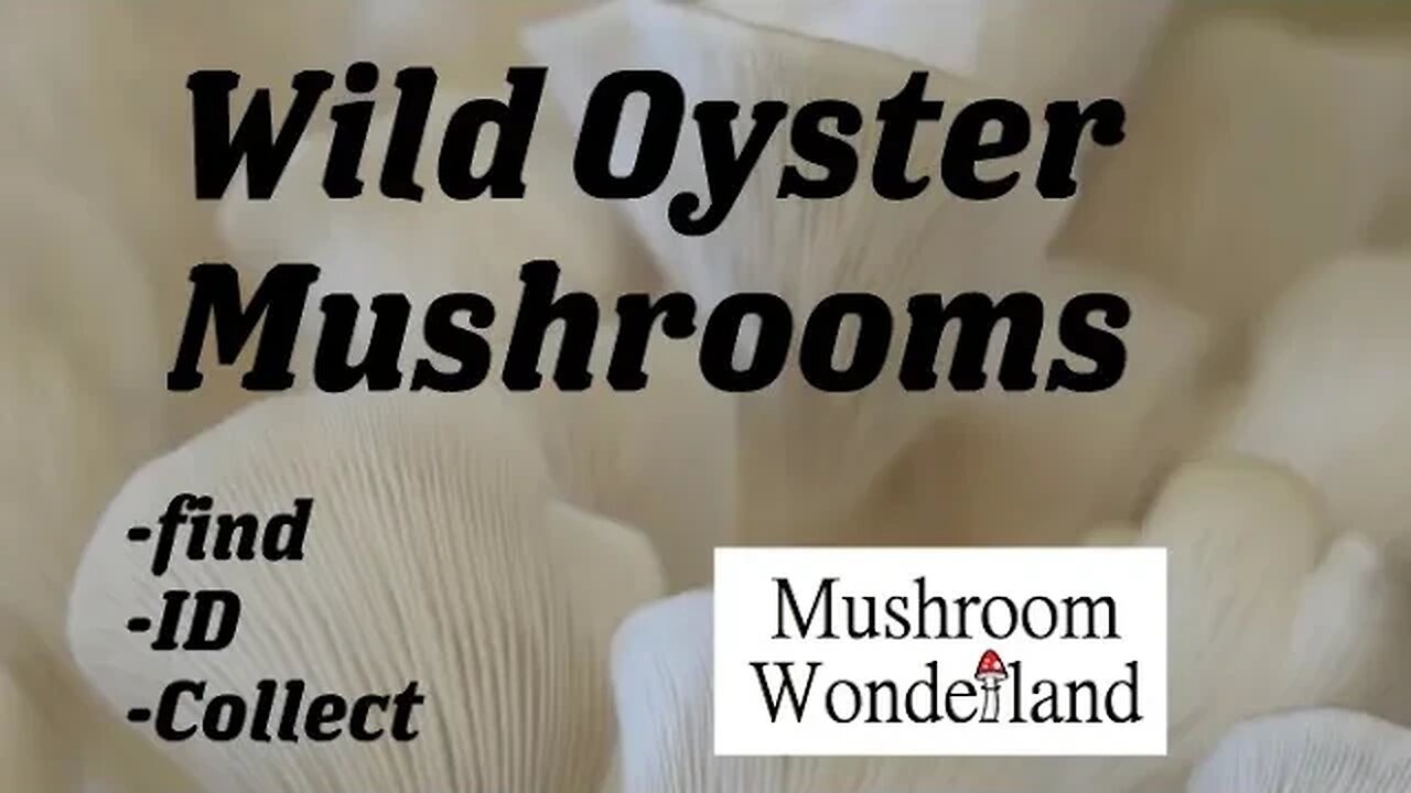 Finding spring Oyster Mushrooms, Pleurotus ostreatus