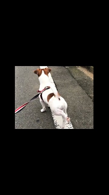 Jack Russell Terrier humorously "winds up" for walk