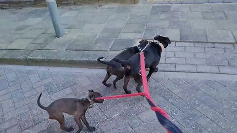 DO'S AND DONT'S when walking 3 dogs on a leash DEMONTRATED PATTERDALE TERRIERS BLACK FELL