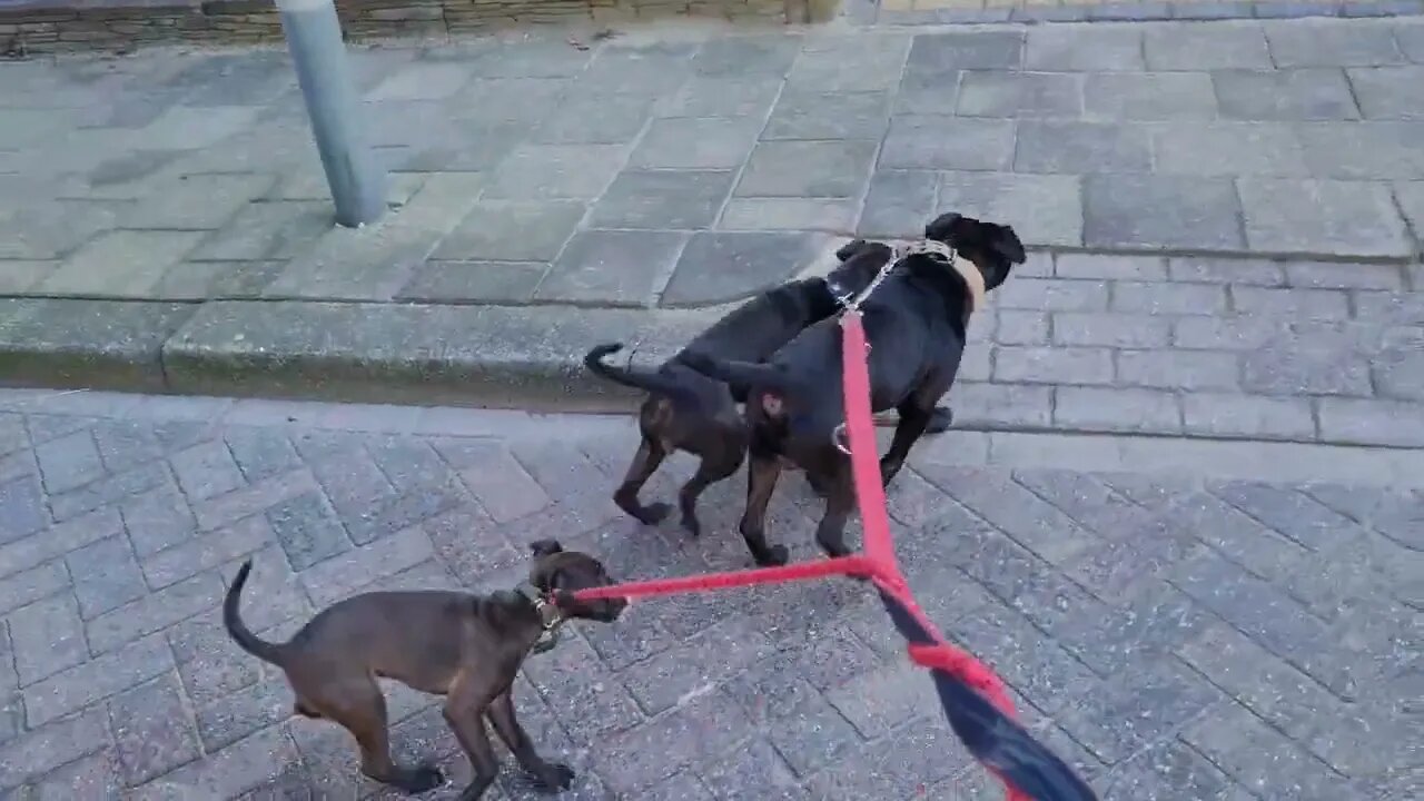 DO'S AND DONT'S when walking 3 dogs on a leash DEMONTRATED PATTERDALE TERRIERS BLACK FELL