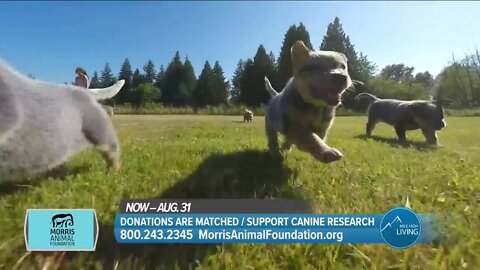 Matched Donations, Support Canine Research // Morris Animal Foundation