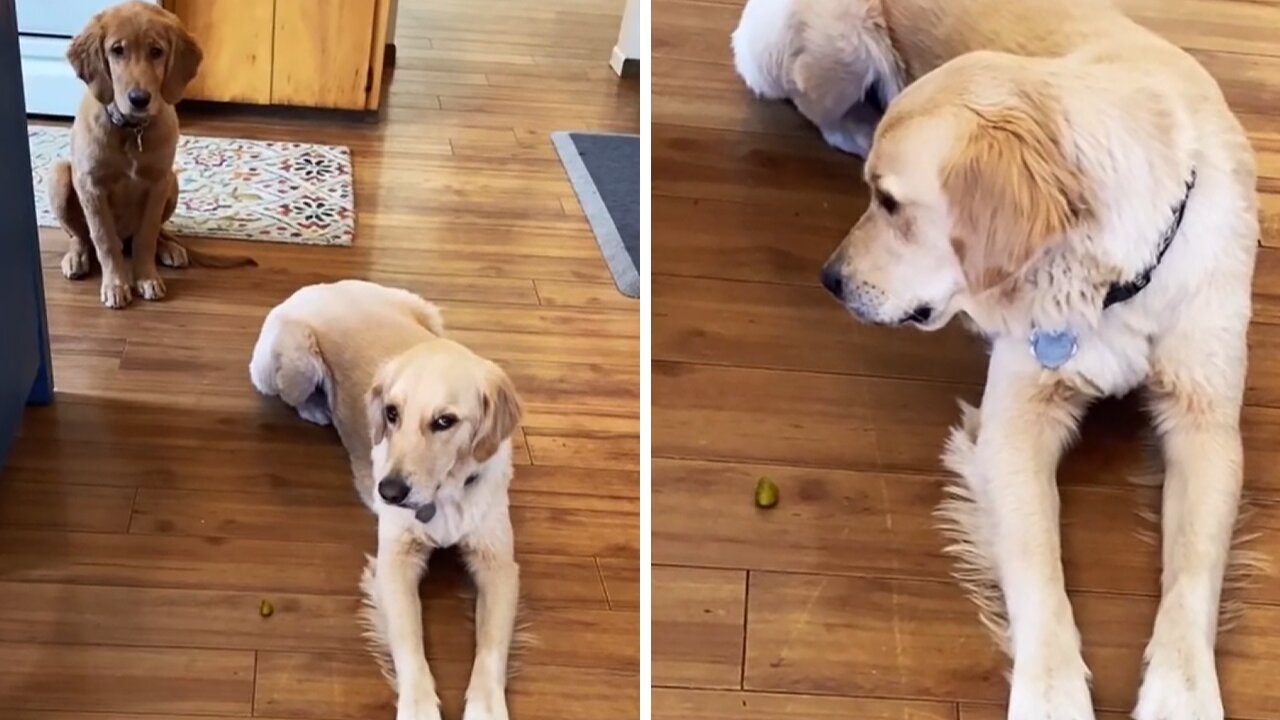 Epic Pickle Power Struggle Takes Place Between Two Doggies