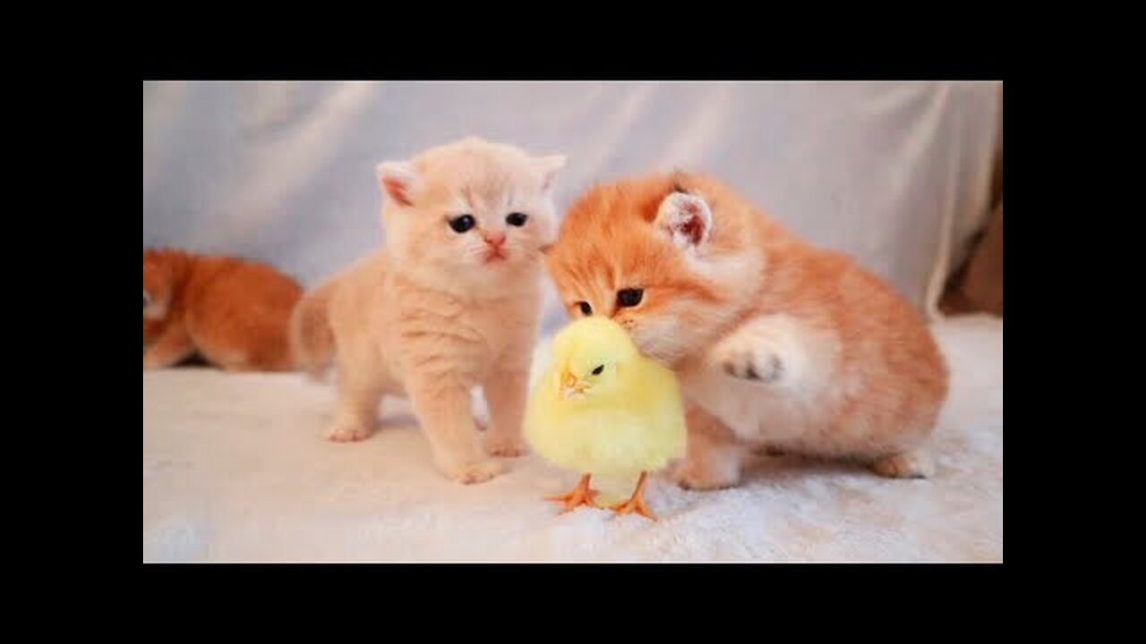 Cute kittens walks || cute kitten video || cute animals 😁