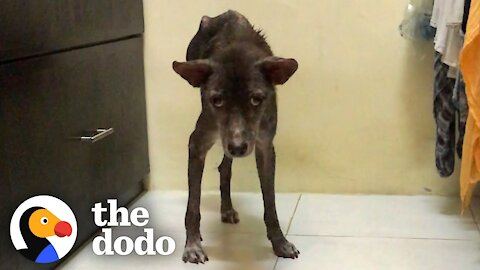 This Dog Is Proof That Miracles Happen | The Dodo Heroes