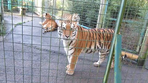 Tiger in zoo watch now