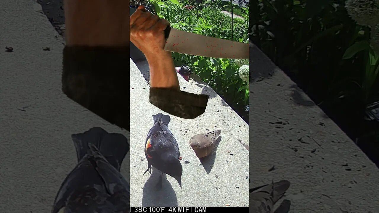 A Creepy Hand With A Knife Visits! 😬