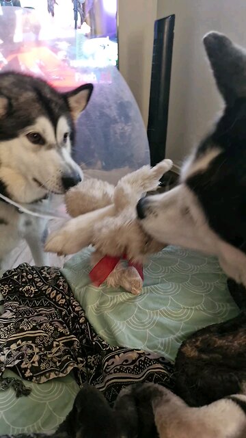 Behind the scenes streaming. dog fights