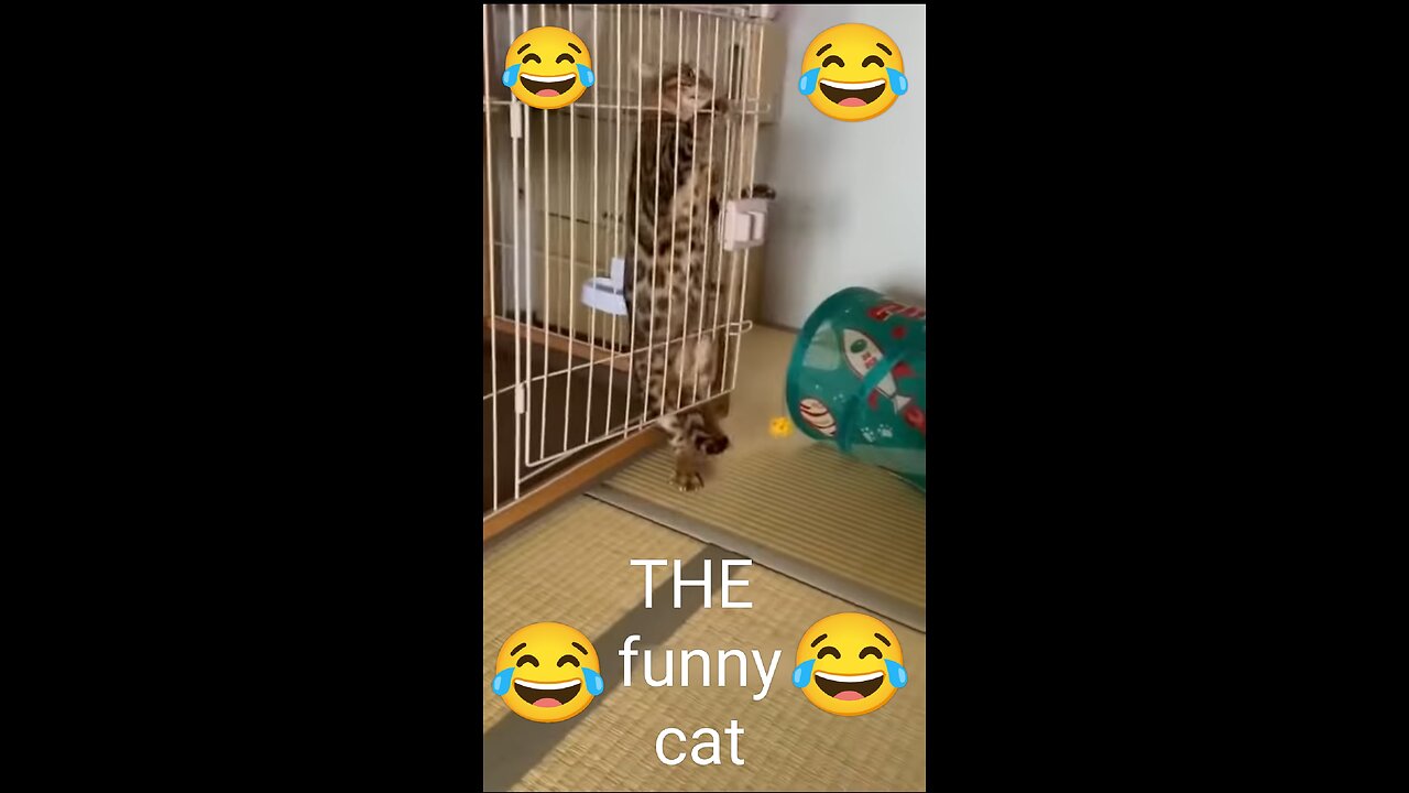 😂 Funny cat video 😂