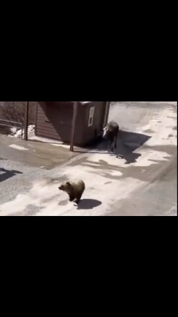 Bear Laid a Finger on His Butterfinger